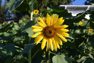 Close-up of sunflower