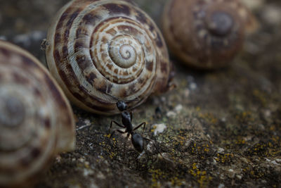 Close-up of snail on land