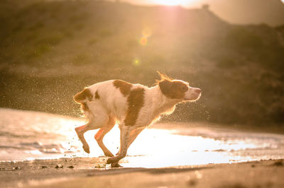 Dog standing on wet land during sunset