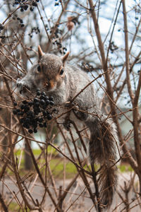 Portrait of squirrel on tree eating berries 