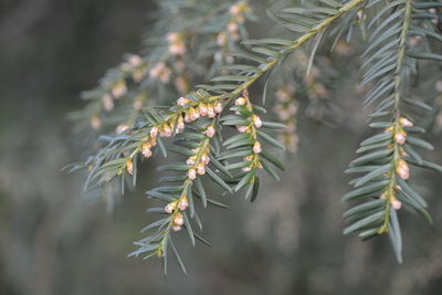 Close-up of flower buds growing outdoors