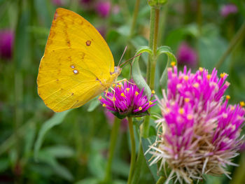 Close-up of butterfly pollinating on pink flower