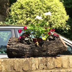 Close-up of pink flowers