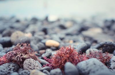 Close-up of pebbles on rock