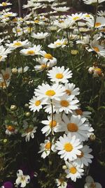 Close-up of white daisy flowers