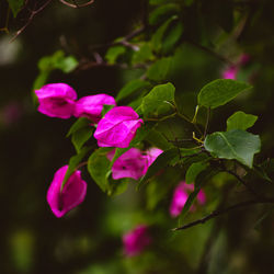 Close-up of pink flowers blooming outdoors