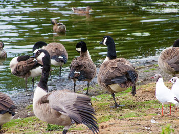 Flock of birds on lakeshore