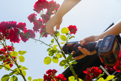 Low angle view of woman hands cutting the red roses in the garden with shears