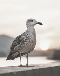 Close-up of seagull perching on retaining wall