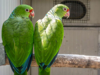 Close-up of parrot perching in cage