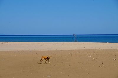 Dog on beach