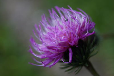 Close-up of purple flower