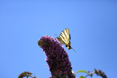 Low angle view of butterfly pollinating on flower against clear blue sky