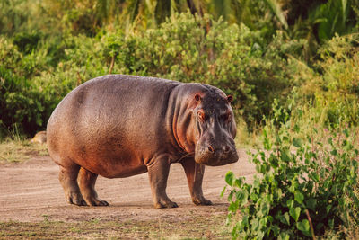 Hippopotamus on a field