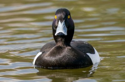 Duck swimming in lake