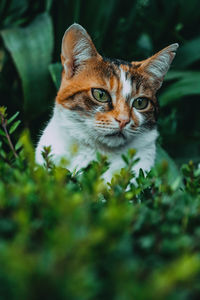 Close-up portrait of a cat