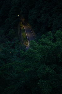 High angle view of trees in forest