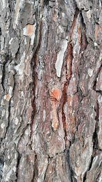 Close-up of tree trunk