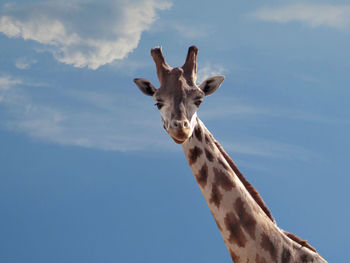 Low angle portrait of giraffe against sky