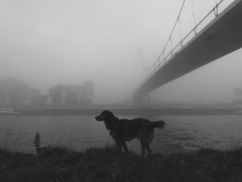 Dog on a bridge