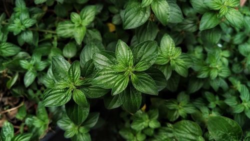 High angle view of plants