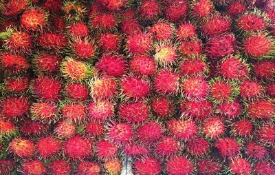 Full frame shot of red flowers