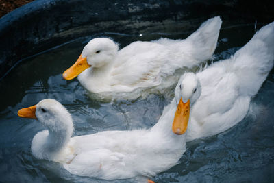 Close-up of duck swimming in lake