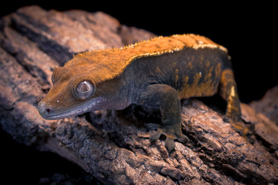 Close-up of lizard