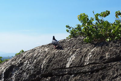 Low angle view of bird perching on tree against sky