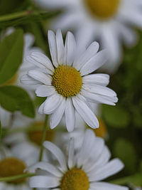 Close-up of white flower