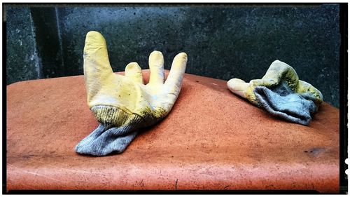 Close-up of dead animal