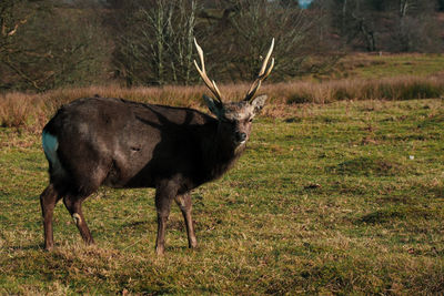 Side view of deer standing on field