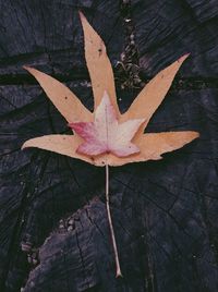 Close-up of maple leaves