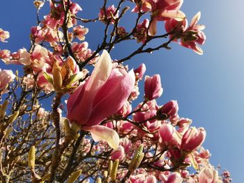 An old magnolia tree in bloom. the large flowers shine in bright sunlight against the blue sky. 