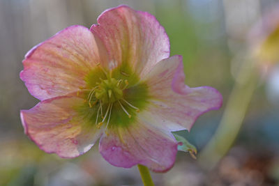 Close-up of pink flower