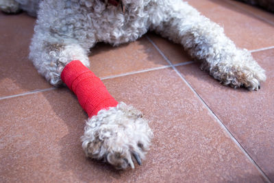 Dog sitting on floor