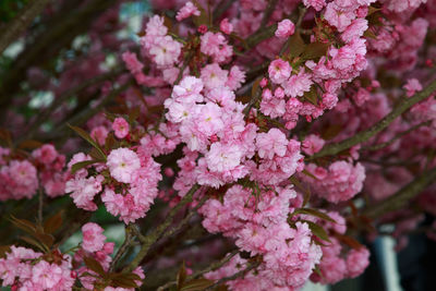 Close-up of pink cherry blossoms in spring