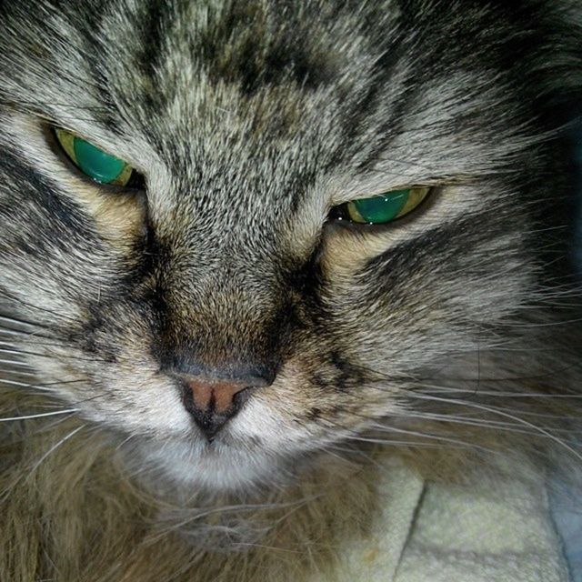 domestic cat, cat, one animal, animal themes, feline, domestic animals, pets, whisker, mammal, animal eye, animal head, close-up, portrait, looking at camera, animal body part, staring, animal hair, whiskers, part of, full frame