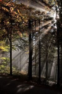 Sunlight streaming through trees in forest