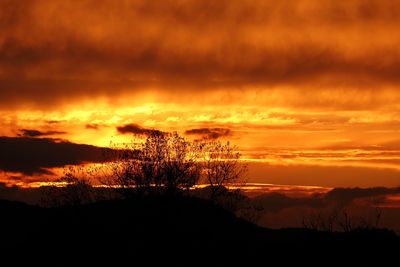 Silhouette of tree at sunset