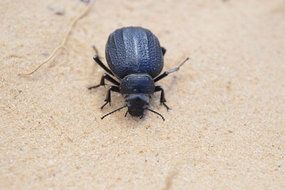 High angle view of insect on land