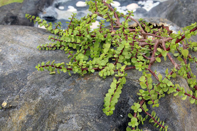 Close-up of lichen on rock