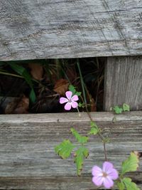 High angle view of pink flowering plant on wood