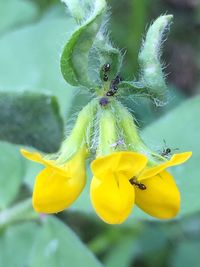 Close-up of insect on yellow flower