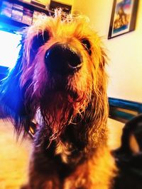 Close-up portrait of dog at home