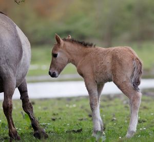 Horse with foal standing on field