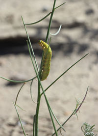 Close-up of insect on plant