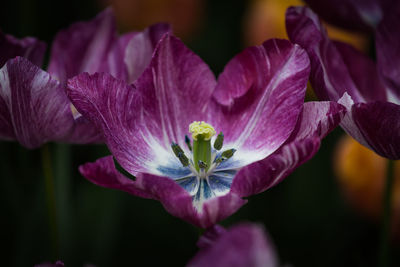 Close-up of purple flowering plant