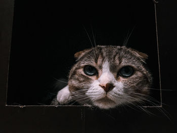 Close-up portrait of cat