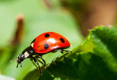 Close-up of ladybug on leaf